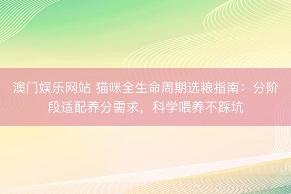 澳门娱乐网站 猫咪全生命周期选粮指南：分阶段适配养分需求，科学喂养不踩坑
