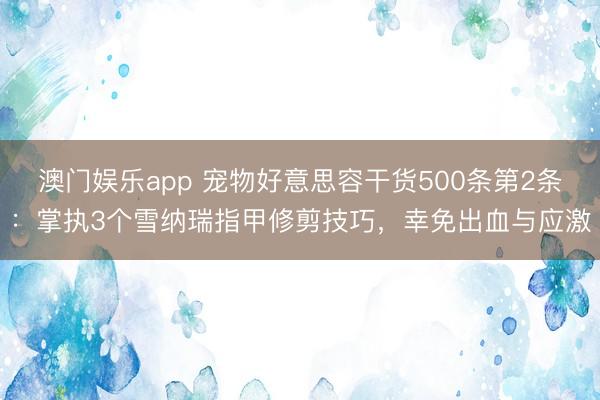澳门娱乐app 宠物好意思容干货500条第2条：掌执3个雪纳瑞指甲修剪技巧，幸免出血与应激